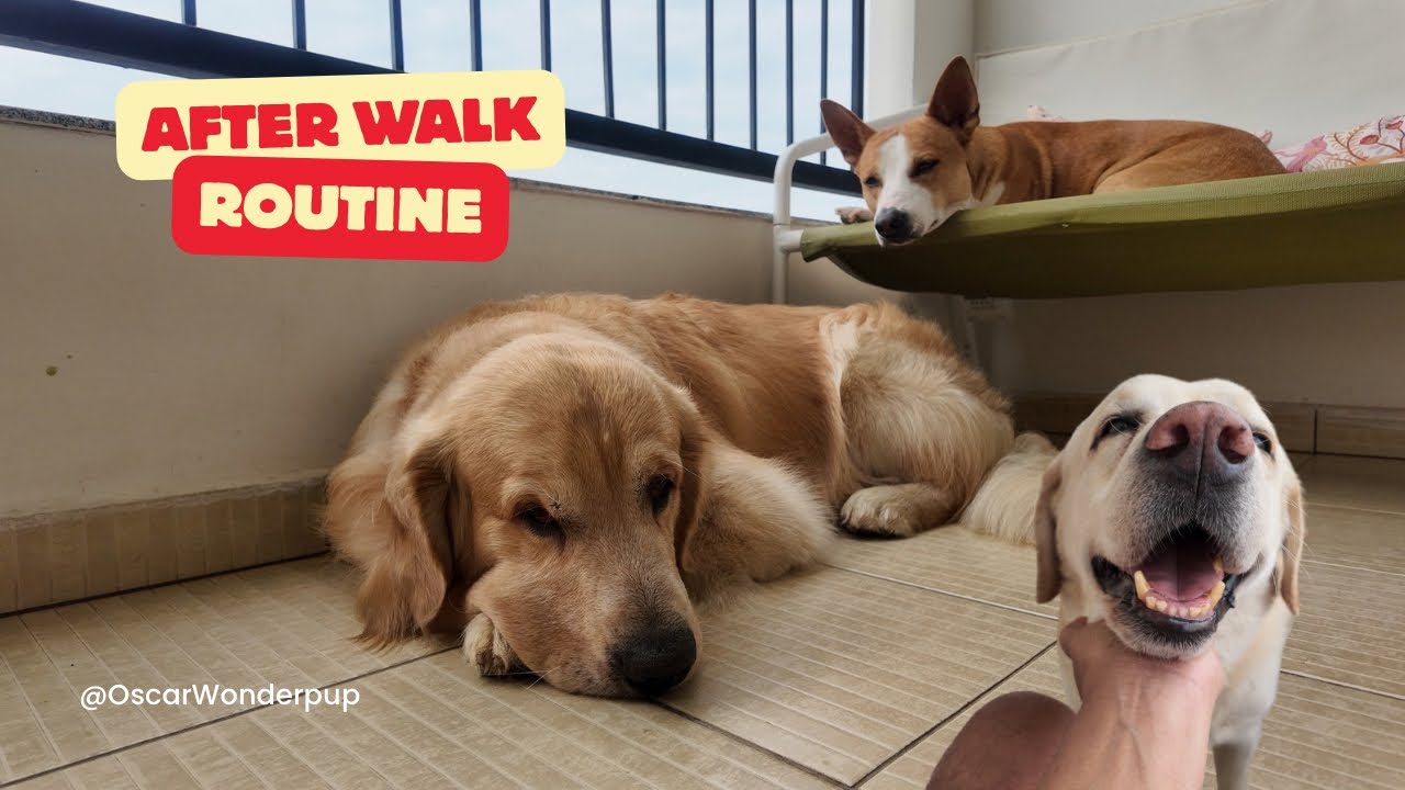 After Walk Routine for 3 Dogs 🐶✨ | Cleaning, Brushing & Paw Care