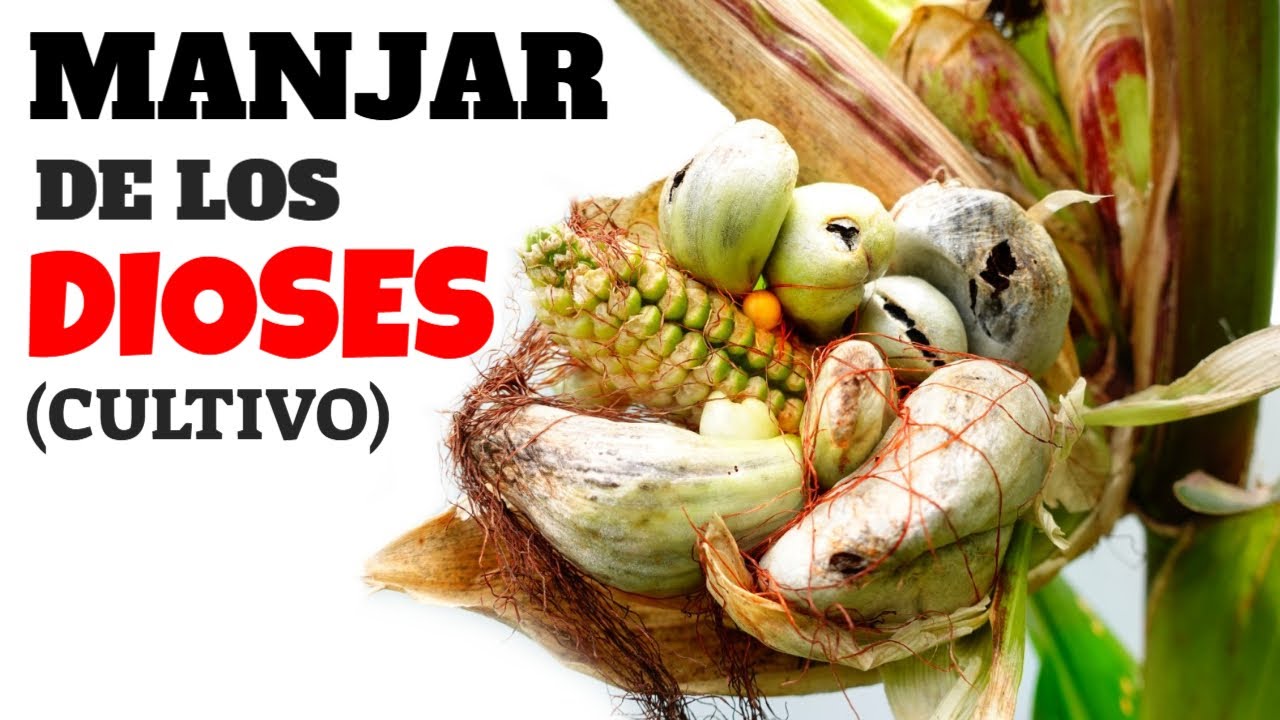👉Huitlacoche 🌽 Cultivo en Casa. 🌮 (Manjar de los Dioses)