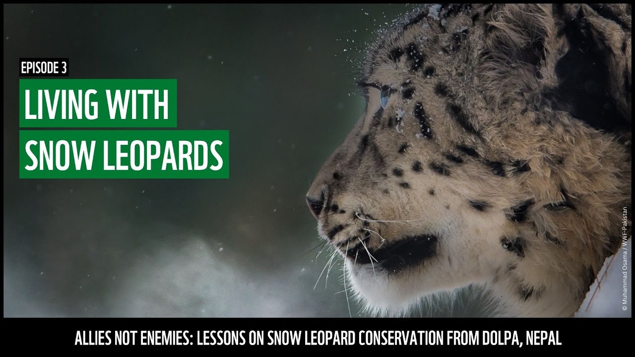 Living with snow leopards