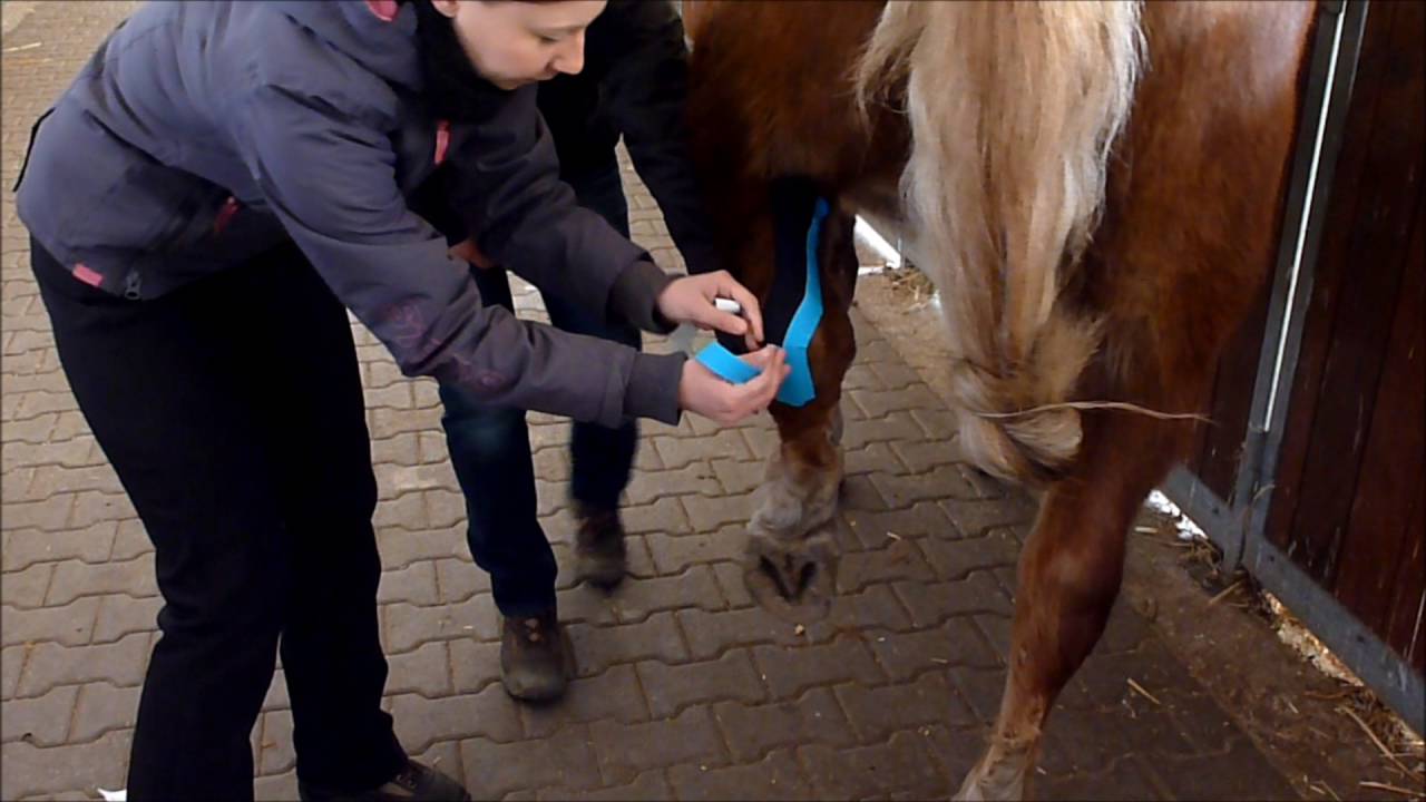 Vet-Taping: Das Sehnentape