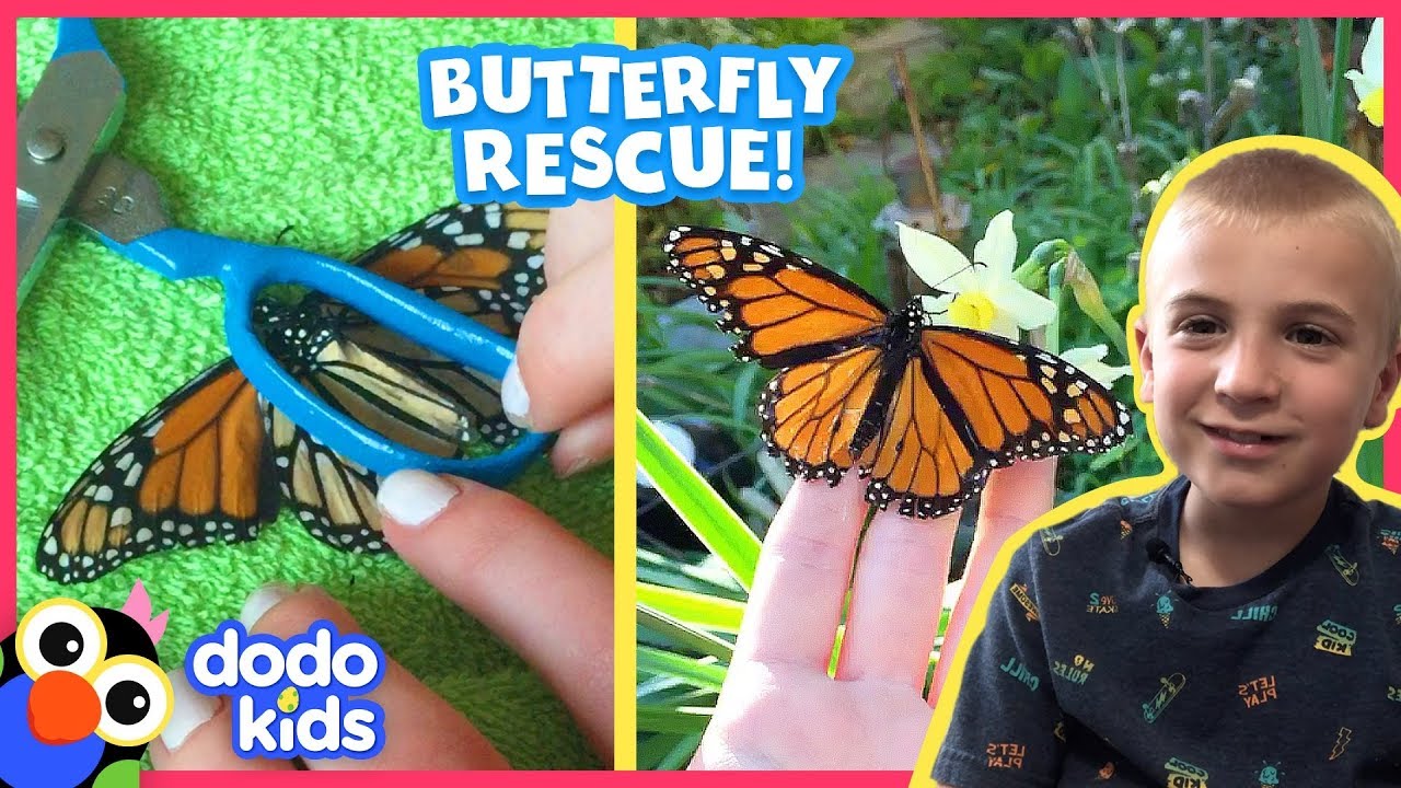 Butterfly Gets Coolest &ldquo;Surgery&rdquo; To Fix His Wing | Animal Videos For Kids | Dodo Kids: Rescued!