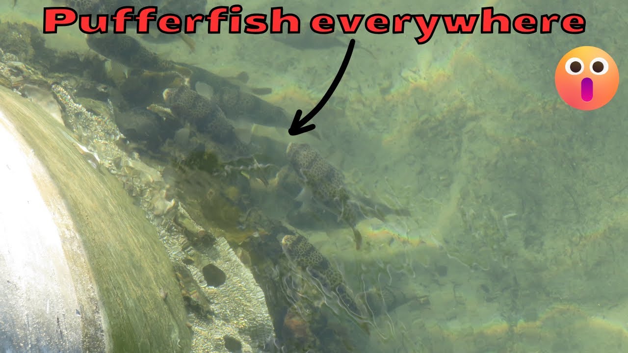 Smooth toadfish galore - An unexpected pufferfish encounter