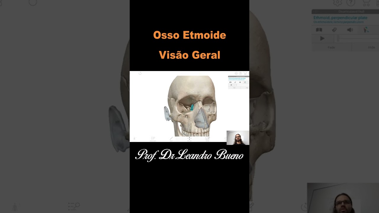 Osso Etmoide - Anatomia Humana - Anatomia