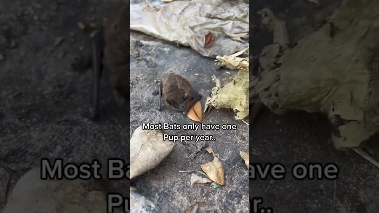 Baby bats. Why bats are going extinct! #shorts