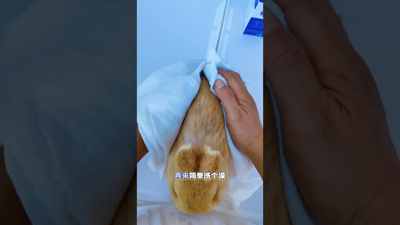 Bunnies don't stink at all, 