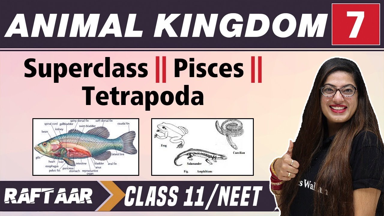 Animal Kingdom 07 || Superclass || Pisces || Tetrapoda || Class 11/NEET | RAFTAAR
