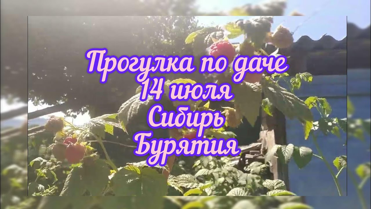 Прогулка по даче 14 июля. Сибирь.Бурятия.