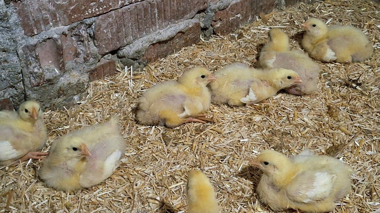 مينفعش تكملى الدورة غير بالمعلقة دى🐥 علشان تحميهم من الكساح 🐔