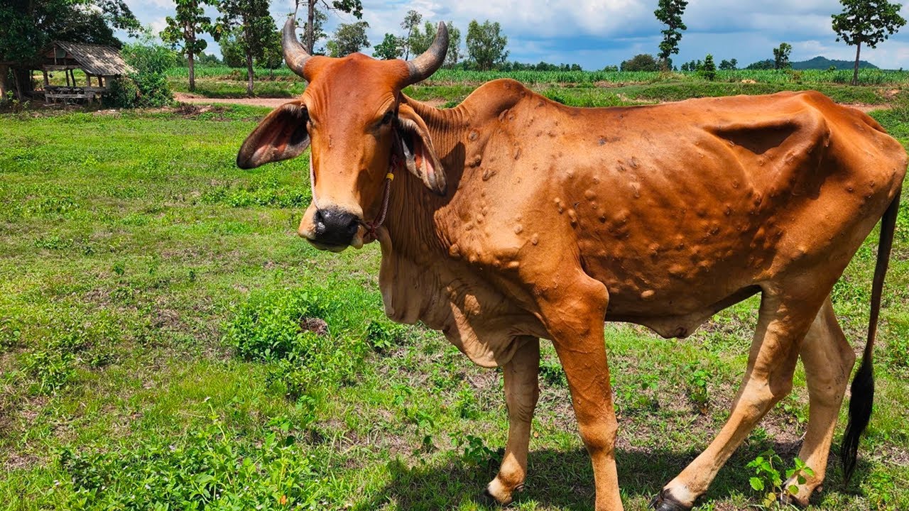 Qu'est-ce que la dermatose nodulaire contagieuse, cette maladie bovine au c&oelig;ur de la col&egrave;re du mon