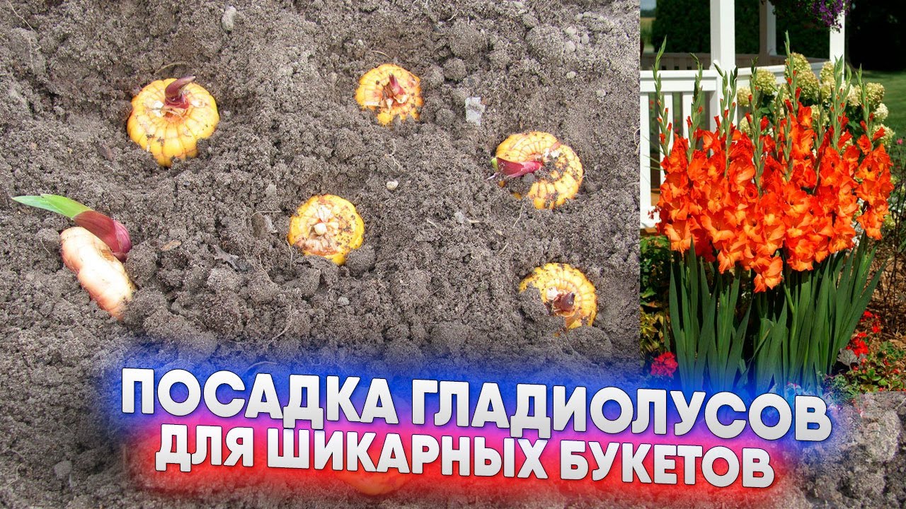 Посадка гладиолусов для шикарных букетов