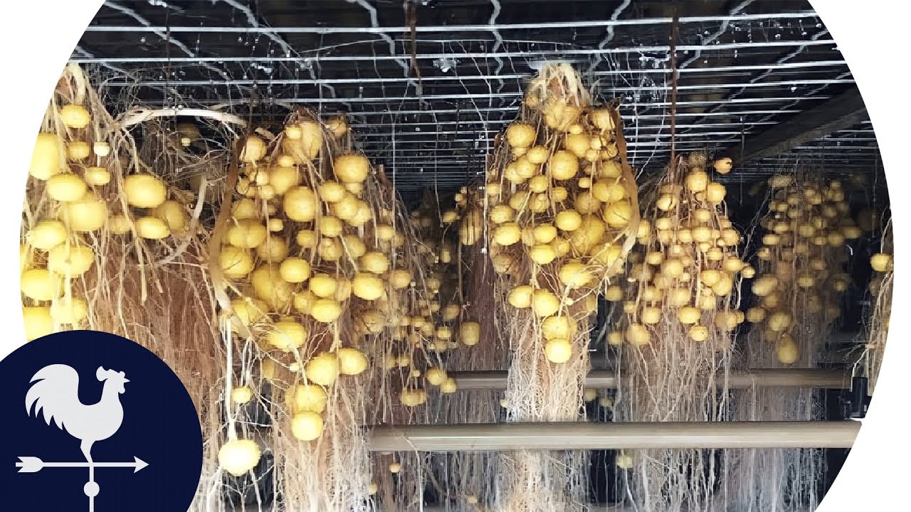 PRODUZIR BATATAS SEM SOLO! Aeroponia | Direto ao Campo