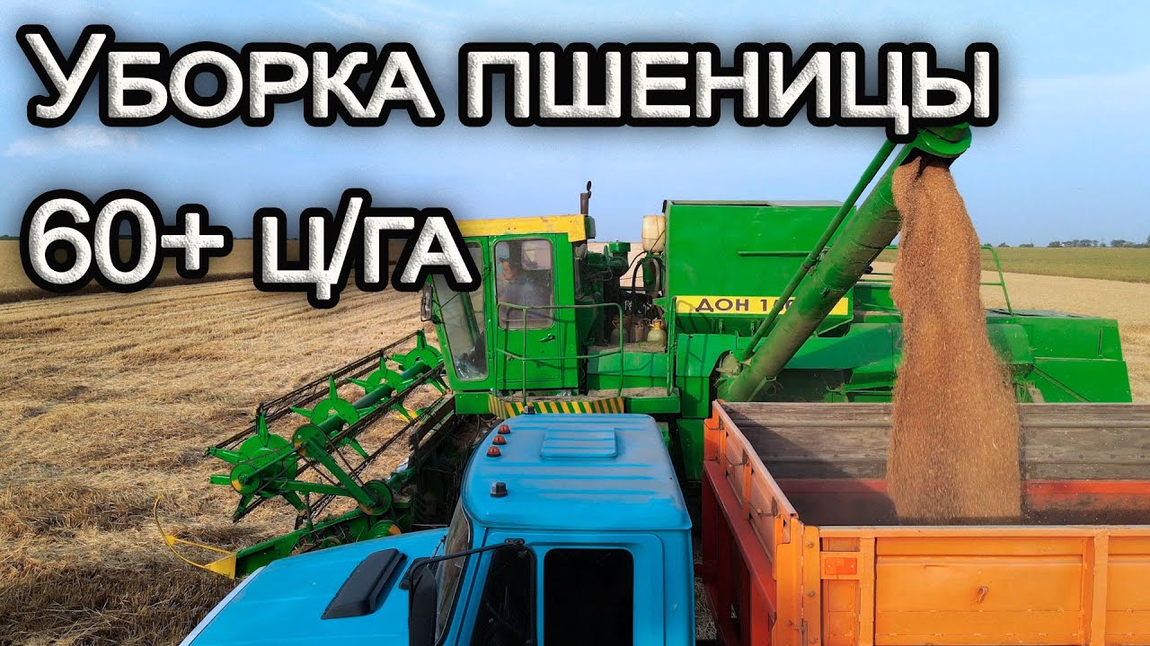Уборка пшеницы 2020! ДОН-1500Б. Урожайность за 60 ц/га.