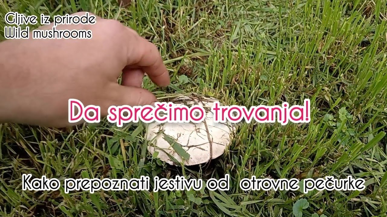 Da sprečimo trovanja❗Kako prepoznati jestivu od otrovne pečurke ‼️