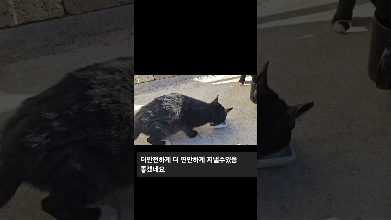 @집나간 고양이들중 아기고양이들만 돌아왔다 충격적인 엄마와의 재회ㅠ슬프다 니들~