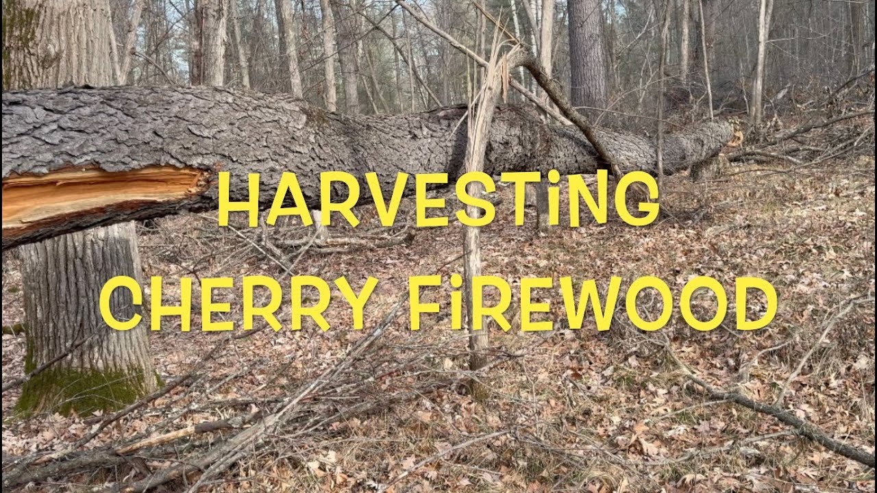 Harvesting Cherry Firewood