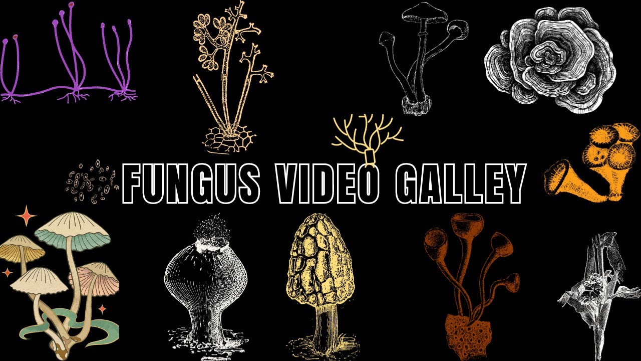 25 Common Fungus: Exploring Nature | Examples of 25 Fungi #biologyexams4u