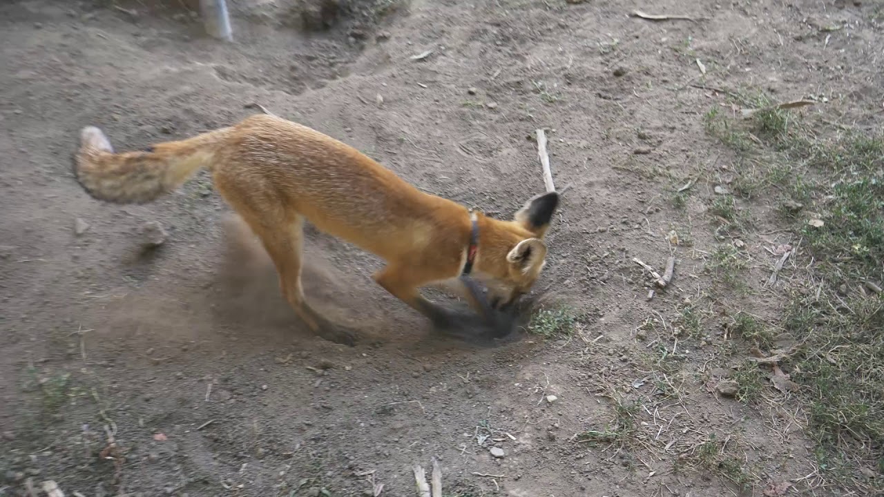 Kotorék ásó róka / Crawl digging fox