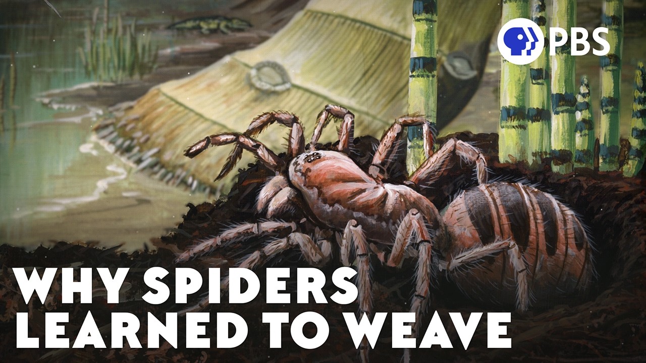 The Arms Race That Made Insects Take Flight