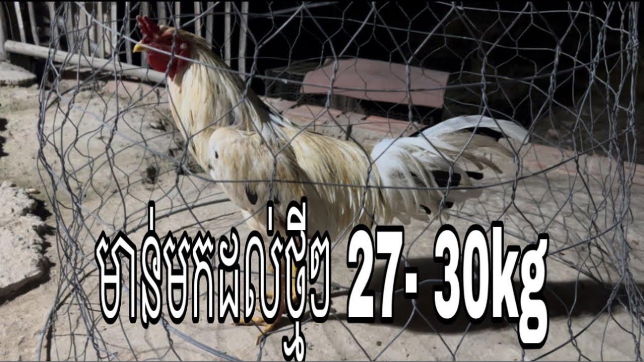 Part 52, មាន់មកដល់ថ្មី 27-30Kg, #rooster 