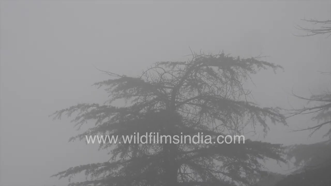 Rain and Fog in Jabarkhet Mussoorie