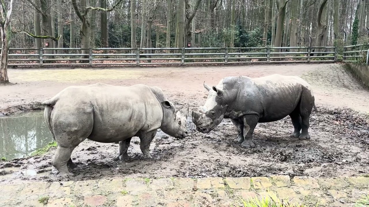 Two Rhinos Collide in a Brutal Display of Strength