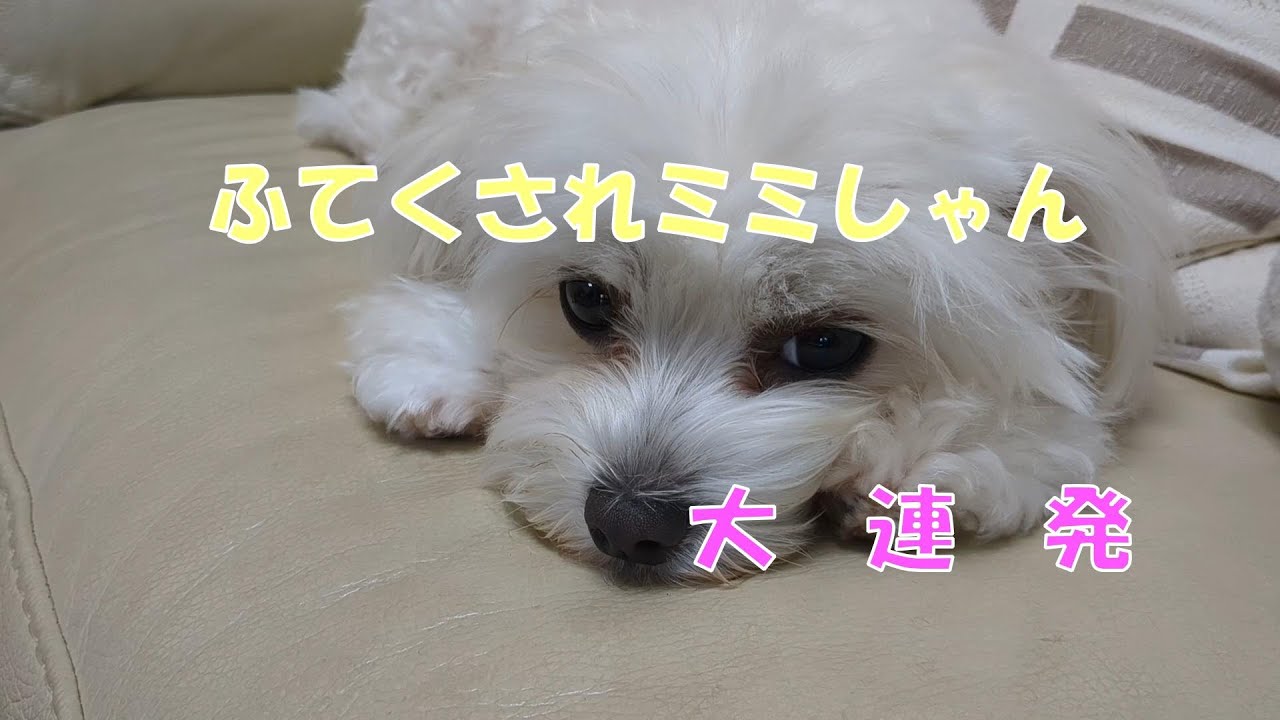 ふてくされミミしゃんの可愛い表情大連発