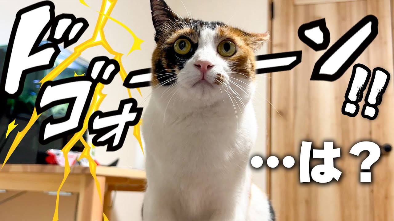 猫たちの目の前に大きな雷が落ちてとんでもない顔になってしまいました…