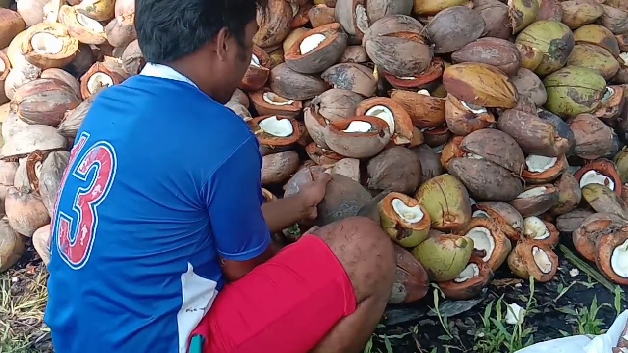 Jalan jalan dikebun sambil liati proses pembuatan kopra dari buah kelapa Desa pitu