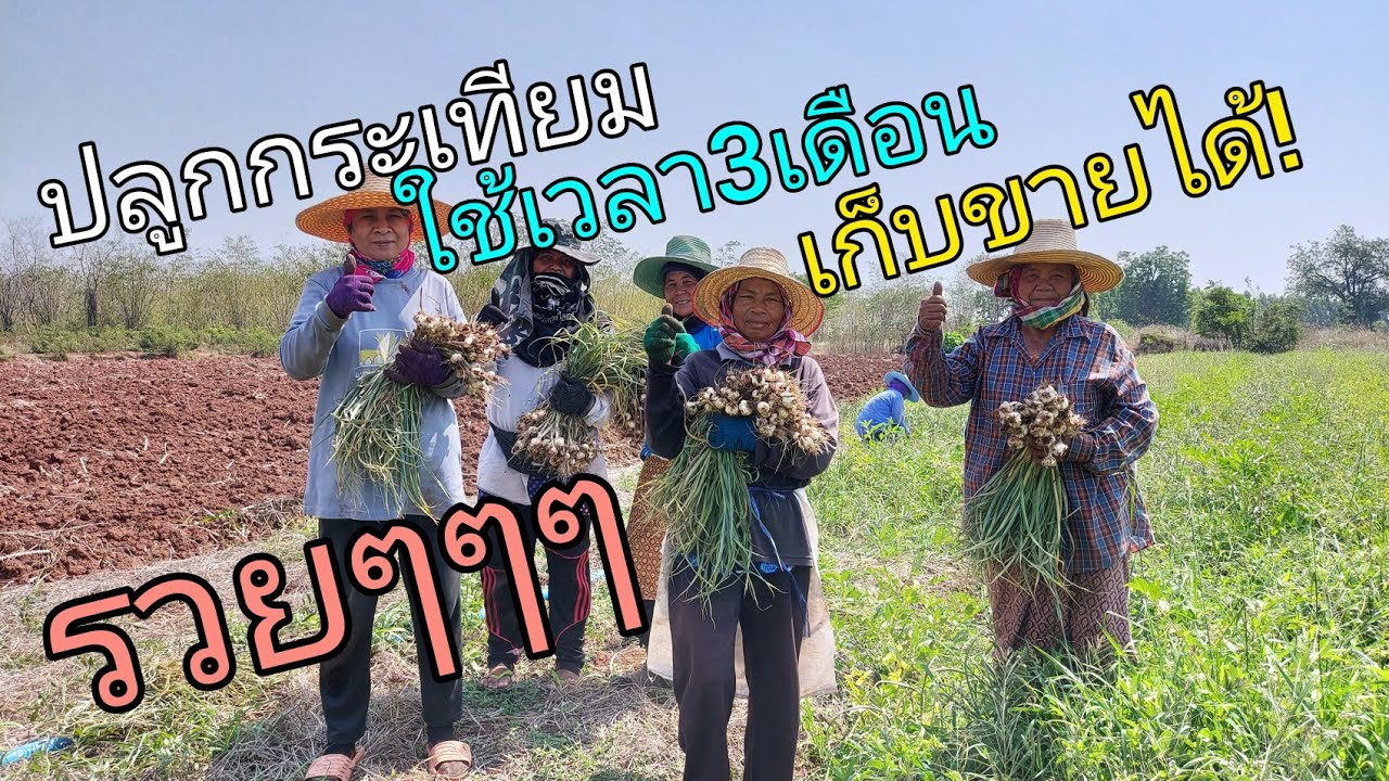 พื้นที่ 2-3ไร่ ใช้เวลาแค่ 3เดือนปลูกกระเทียม ลุ้นเงินแสน!!