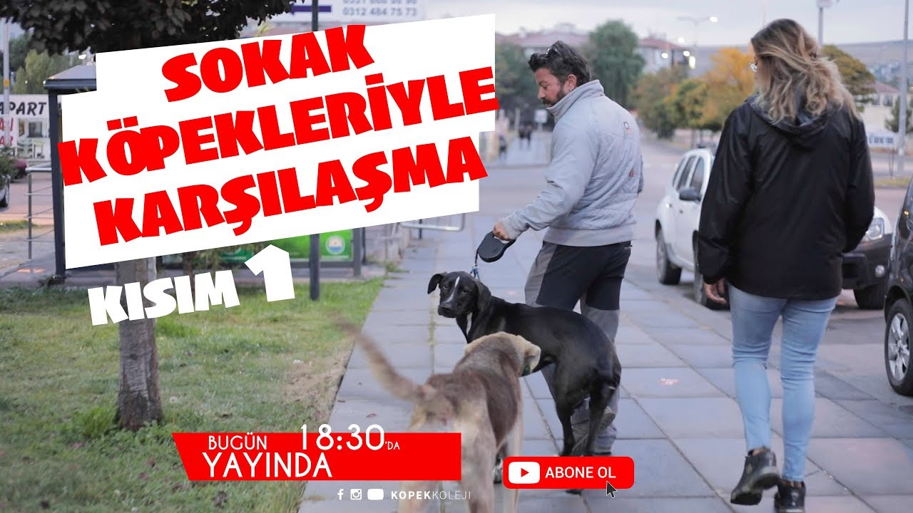 Sokak Köpekleri ile Karşılaşma (Kısım1)