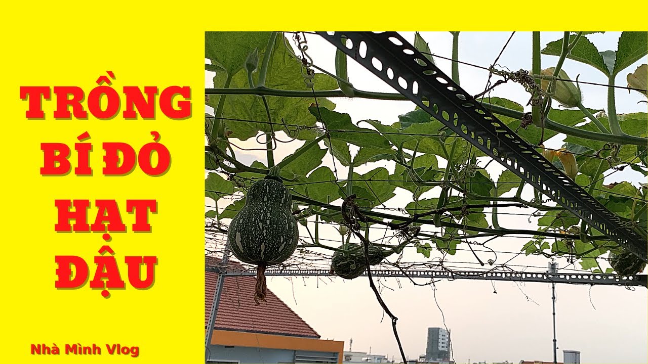 Cách trồng và ngắt đọt BÍ ĐỎ ĐẬU trồng chậu - thùng bán thuỷ canh | Nha Minh Vlog