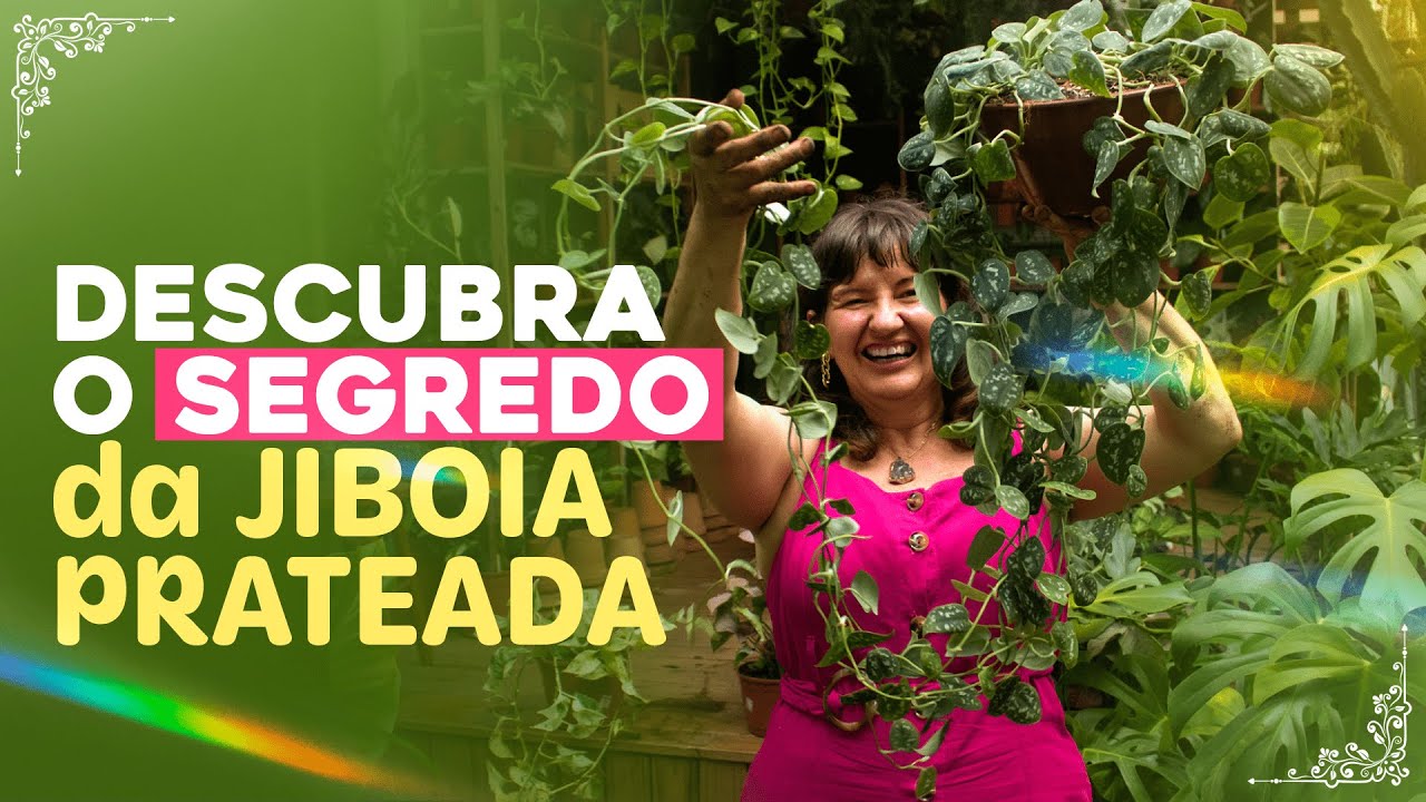 Qual o SEGREDO do cultivo da JIBOIA PRATEADA