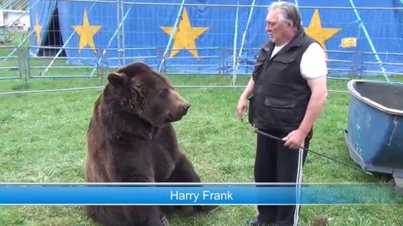 Big Grizzly: Filmbär Ben beim Circus Alberti in Bad Hersfeld