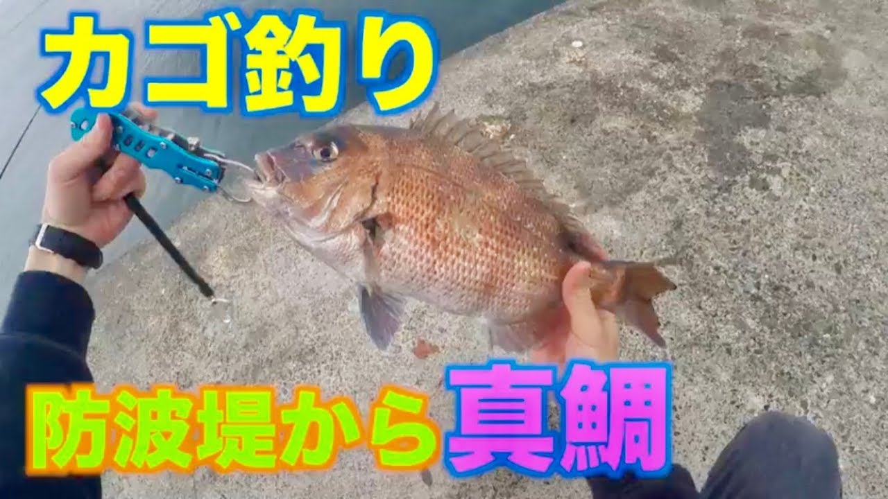 【カゴ釣り】堤防から春の真鯛を釣り上げる！！