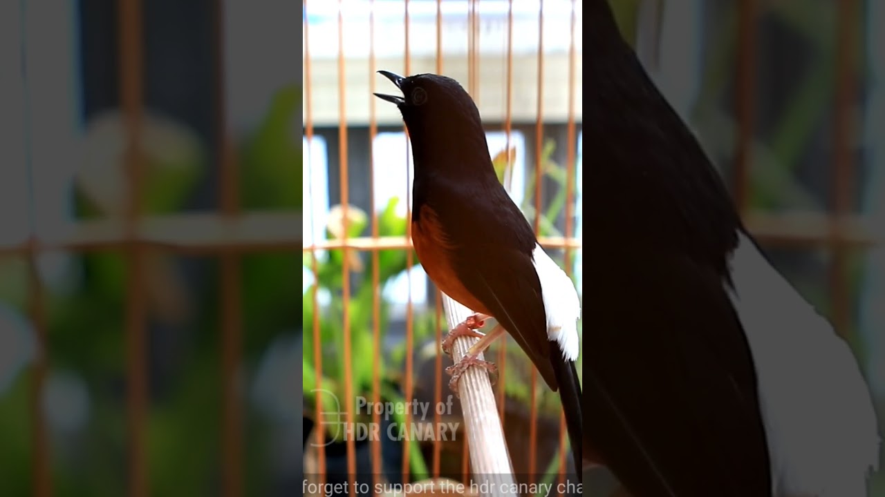 pancingan ampuh agar emosi murai batu trotol