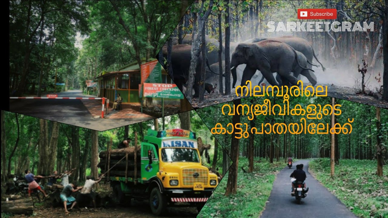 നിലമ്പൂരിലെ കാട്ടുപാത SARKEETGRAM |Kerala tourism| Nedungayam rain forest | Nedungayam eco turism |