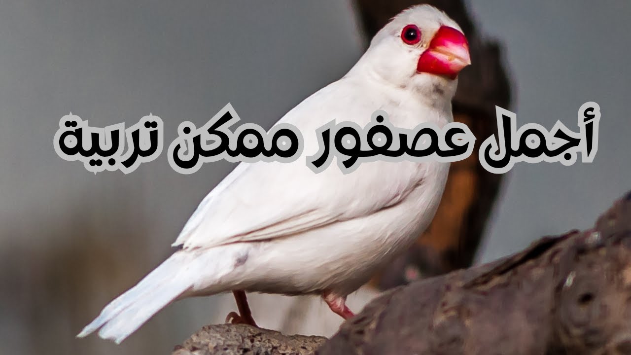 عصفور الجاوا وطريقة تربيته وإنتاجه