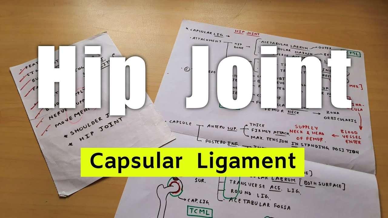 Hip Joint | Part 4 | Capsular Ligament | Lower Limb Anatomy | The Charsi of Medical Literature
