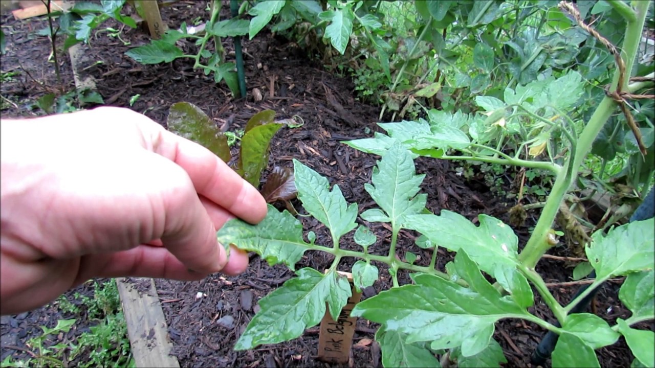 Yellow Mottled Tomato Leaves a Nitrogen Issue Part 2 of 2:  Two  Weeks Later & the Plants are Cured!