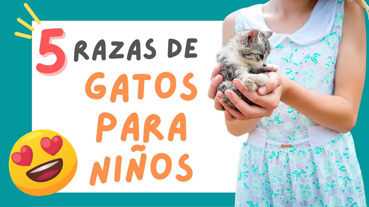 😻 RAZAS de GATOS para NIÑOS (5 Especies Muy Cariñosas) 😍