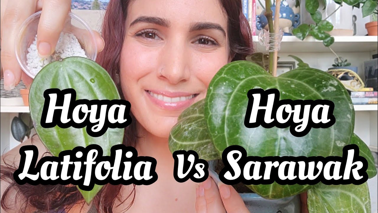 Hoya Latifolia (Macrophylla) vs. Hoya Sarawak (Latifolia sp. Sarawak) ❤️ how to tell them apart