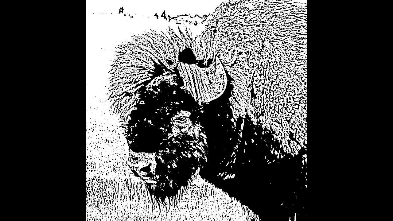 spaecii - BISON