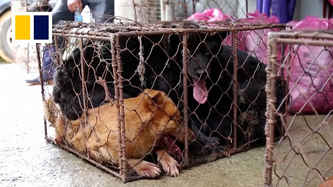 South Korea to outlaw dog meat consumption
