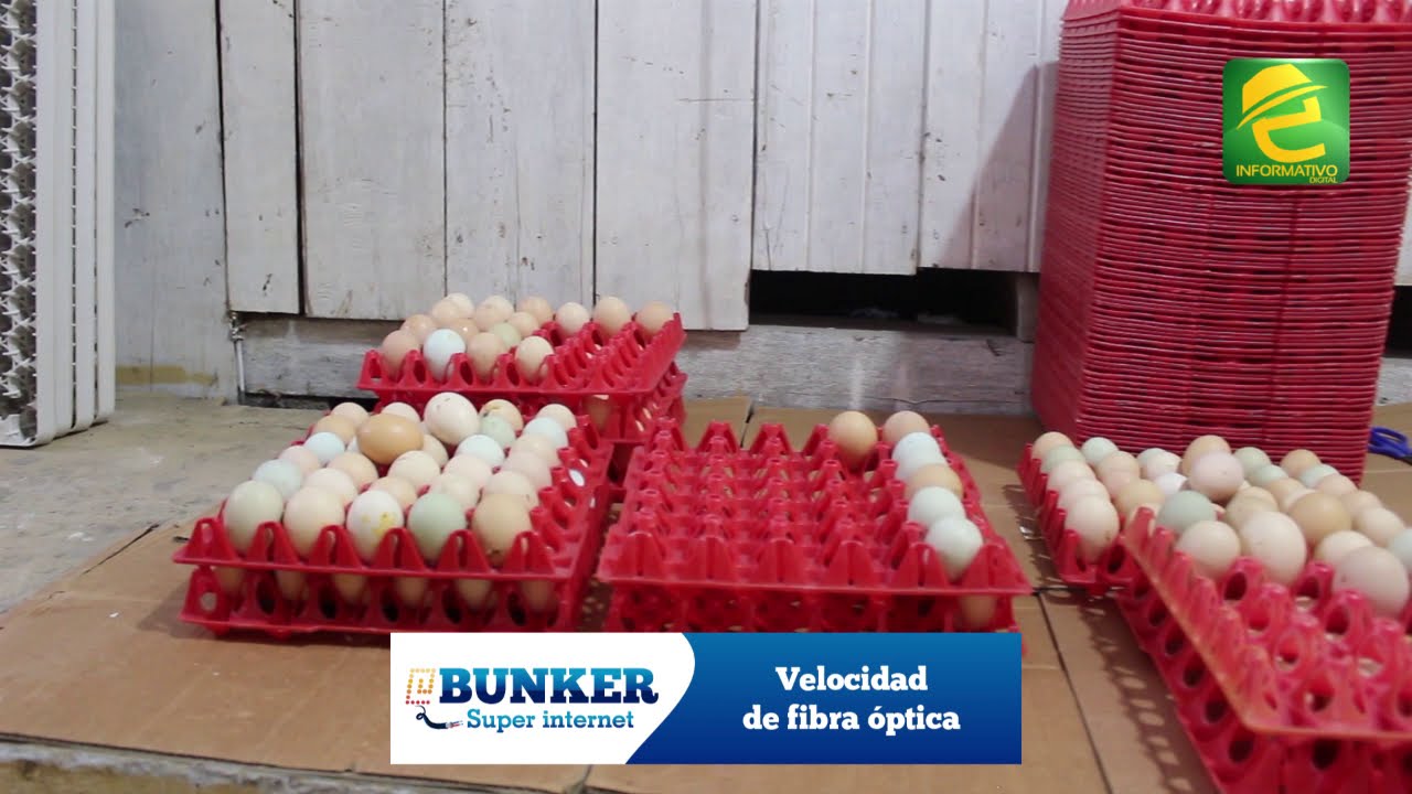 En Macas interesante proyecto se dedica a la incubación de pollos criollos