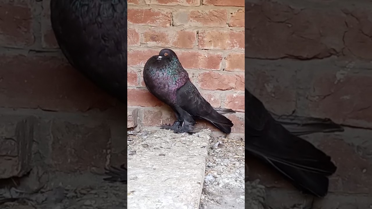 pomorian pouter pigeons|| biggest pigeon|| #youtube