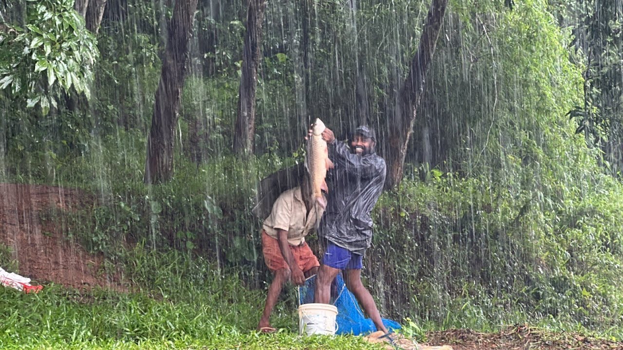 പെരുമഴയത്ത് കിട്ടിയ കൊമ്പനെ കണ്ടോ | village cast net carp fishing | kerala malayalam fishing video