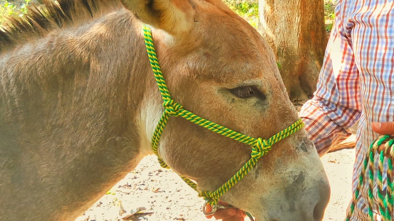 Cómo hacer una GAMARRA PARA BURRO