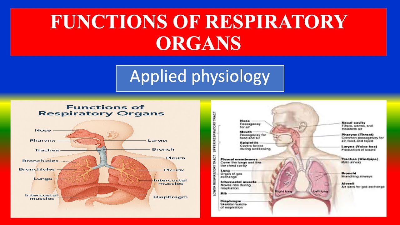 FUNCTIONS OF RESPIRATORY ORGANS &ndash; Applied Physiology for Nursing