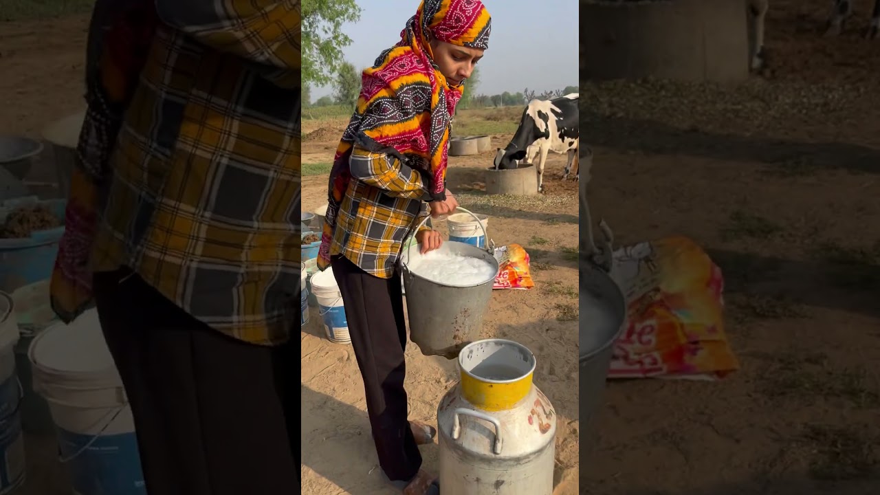 Dairyfarm #rajasthan #cow #milk #dairyfarming #milking