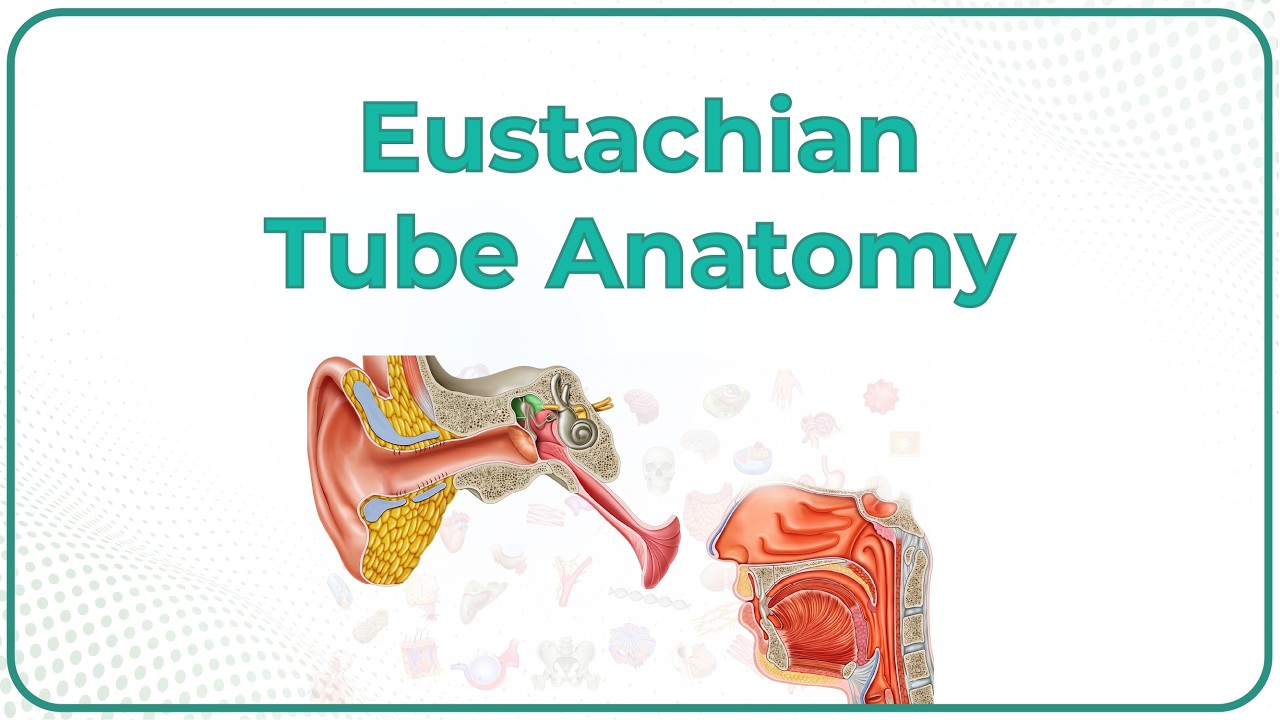 Eustachian Tube Anatomy Animation